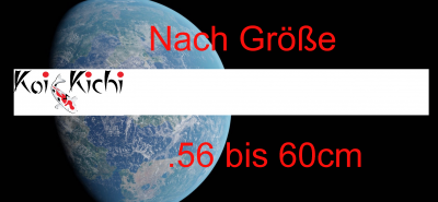 56 bis 60cm